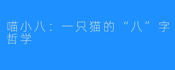 喵小八:一只猫的“八”字哲学